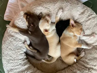 Chill Reindeer Chihuahua Puppies, View more