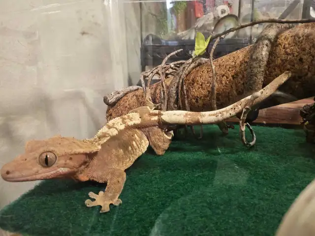 Geckos for sale in Reptiles & Amphibians for Rehoming in Brantford - Image 2