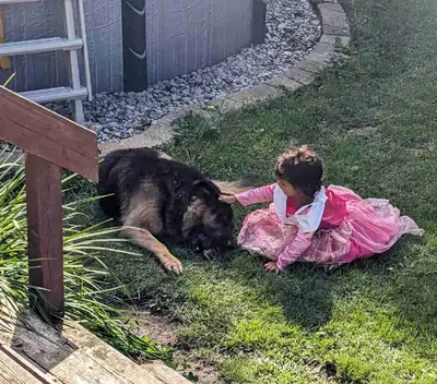 Meet Lolo, a loyal and playful 6 year old German Shepherd who’s ready to find his forever family. Th...
