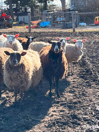 Purebred Finn Sheep ewes lambing in may