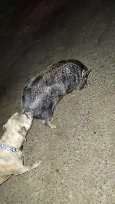 pet piggy, View more