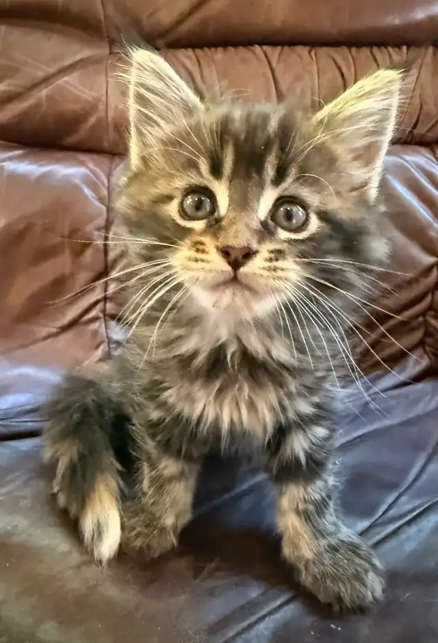 Registered Maine Coon Kittens