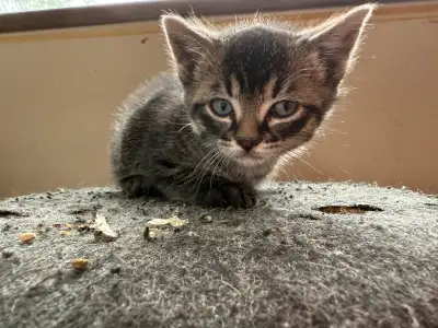 Cute tabby and black  Kittens , View more