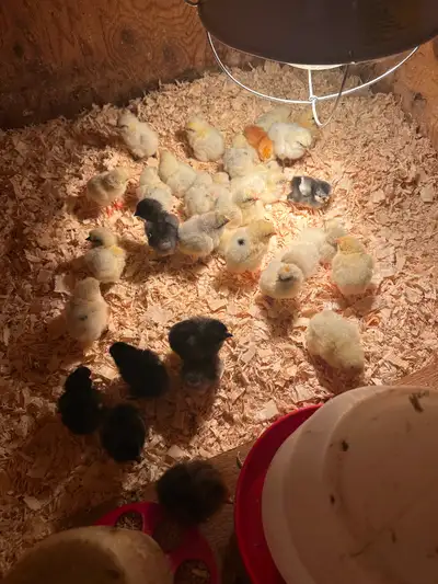 Day old chicks. PENDING, View more