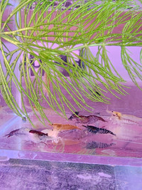 Neocaridina shrimp crevette déclassées/culls couleurs mixed