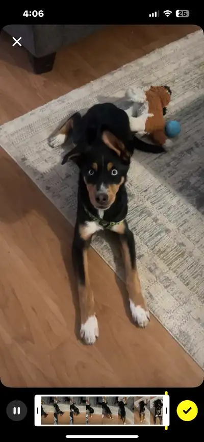 Husky mix for removing. He is 8 months old, house trained and crate trained. My daughter brought him...