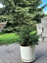 Free Spruce Tree