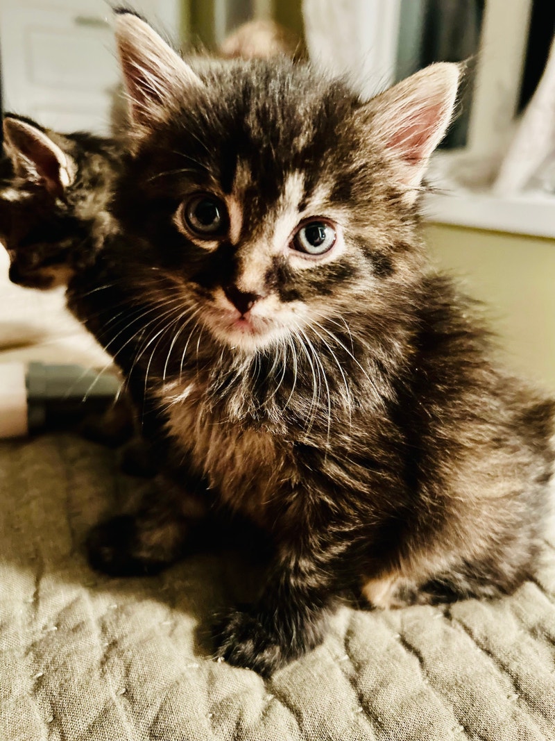 Adorable longhaired tabby kittens Cats & Kittens for Rehoming