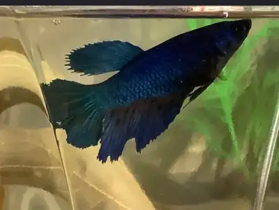 Female Halfmoon Plakat Betta, View more