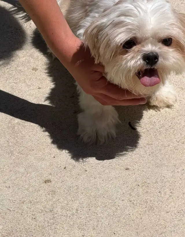 Two Adorable Shih-Tzu Puppies Looking for There Forever Homes in Dogs & Puppies for Rehoming in Oakville / Halton Region - Image 4