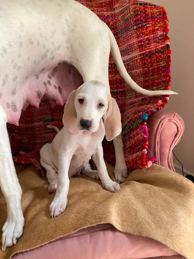 Rare opportunity. in Dogs & Puppies for Rehoming in City of Toronto - Image 5