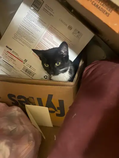two 2 year old cats for rehoming, View more
