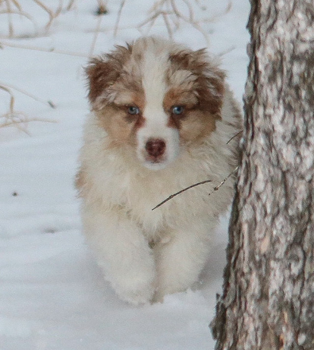 CKC Registered Australian Shepherd Puppy in Dogs & Puppies for Rehoming in Regina - Image 4