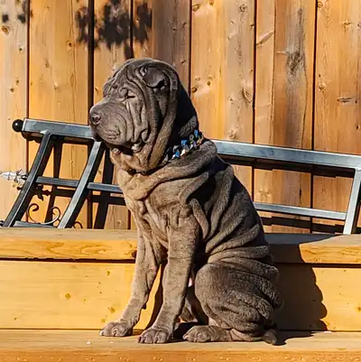Purebred Shar Pei Puppies | Vet Checked & Registered, View more