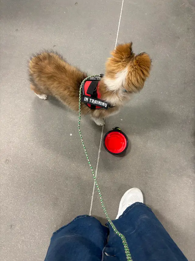 Service Dogs Classes