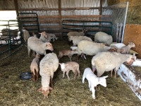 Sheep with lambs for sale sold pending pickup 