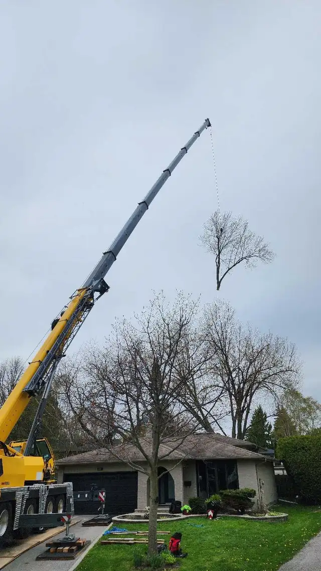 Storm Proofing Tree Service - Free Quote - 2892005156 in Lawn, Tree Maintenance & Eavestrough in City of Toronto - Image 8