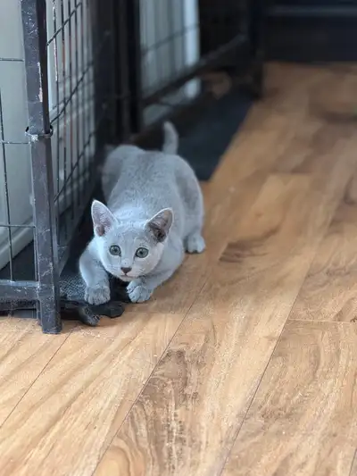 TICA Registered Russian Blues, View more