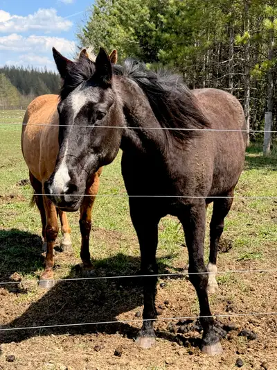 18 year old Trail/Leisure Horse, View more