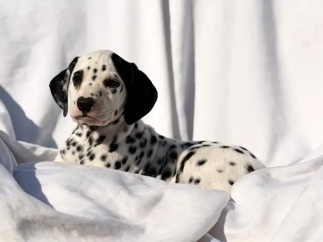 Dalmatian Puppys in Dogs & Puppies for Rehoming in North Shore - Image 2