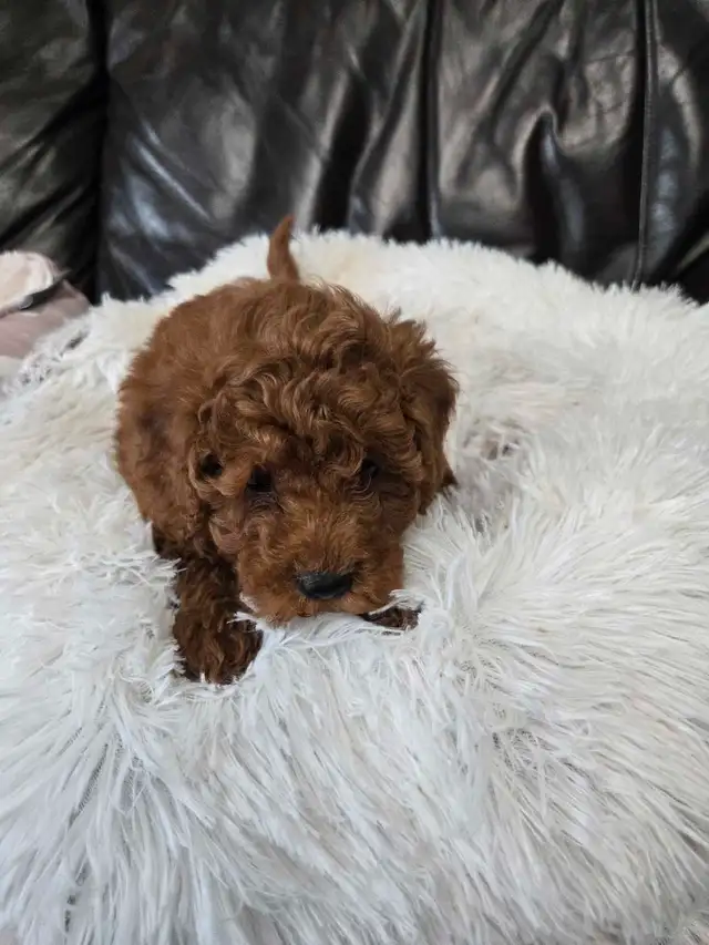 Toy poodle  puppies 2 male left in Dogs & Puppies for Rehoming in Winnipeg - Image 6