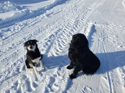 puppies for rehoming retriever and shepard mix, View more