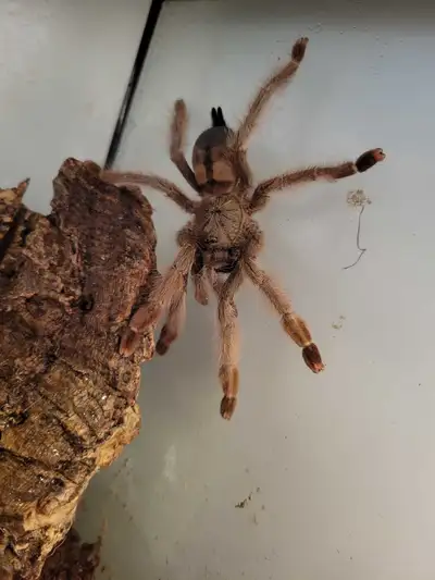 Psalmopoeus pulcher. 3 year old approximately 3 inches.