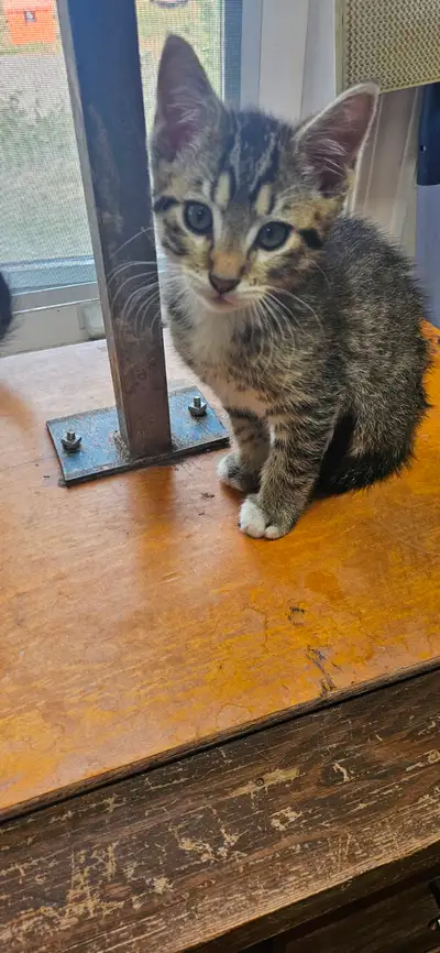 Kittens for sale, the cutest you have ever seen!, View more