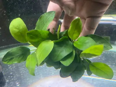 Java fern $20.00 Anubias Barteri medium leaf (pic 1 & 2) $20.00 Anubias Barteri Large leaf (pic 3 &...