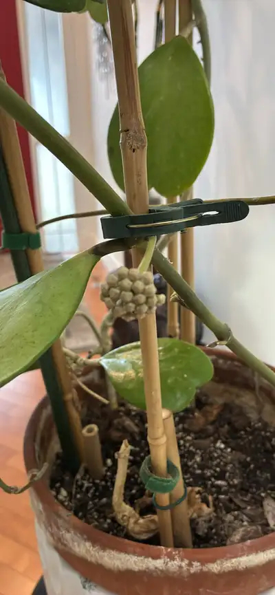 Flowering 5 yr old Hoya Kerrii, View more
