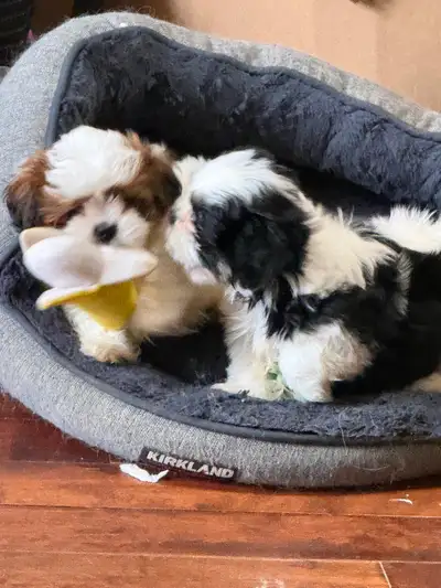 Gorgeous Purebred Shih Tzu Male Puppies ready for you to love ❤️, View more