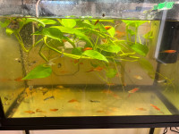 Guppies and swordtail fish with tank & tank stand for sale