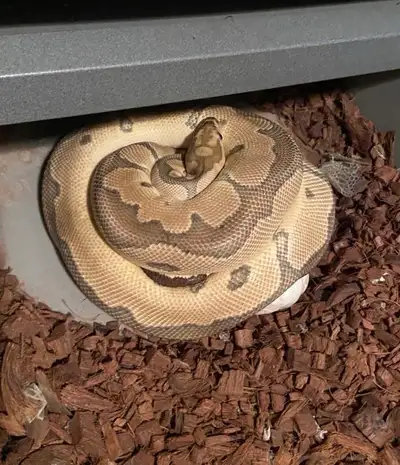 Pb female vanilla clown , View more
