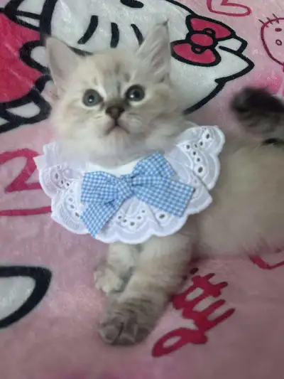 Chatons à adopter – Prêts à rejoindre leur nouvelle famille ! Nous avons 6 adorables chatons à la re...