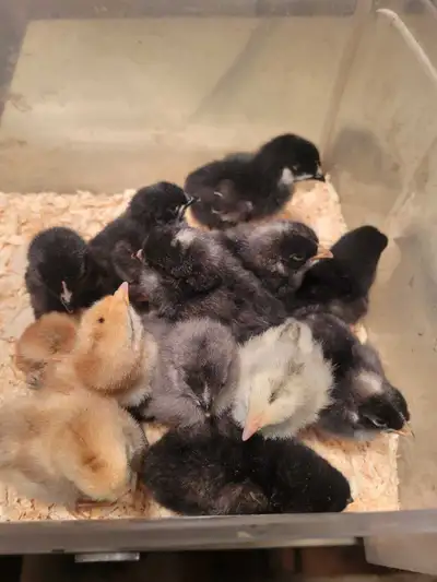 they will lay blue-green, olive eggs guaranteed!!!! Ameraucana x Copper Maran They've been kept in a...