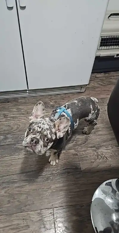 7 months 1rst shot of vaccination (No vaccine card) Reason moving Male No castrated Potty trained Go...