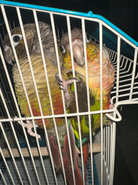 Conuers birds both for $400 and cage also