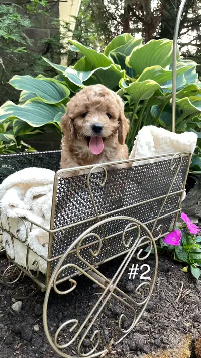 Cocker Spaniel/Poodle Puppies, View more