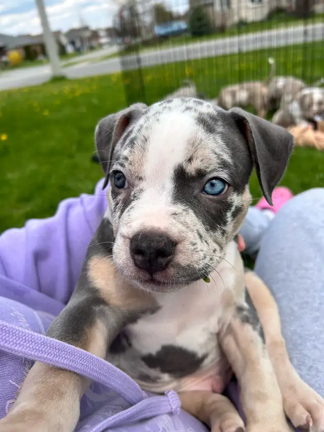 American Pups459620558696632323