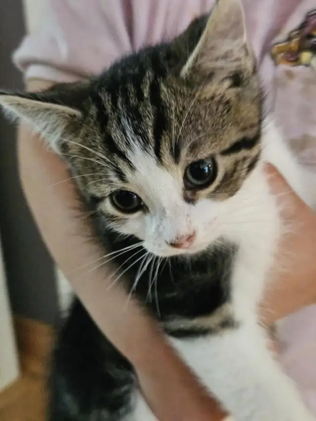 kitten   chaton  ready in Dogs & Puppies for Rehoming in Ottawa - Image 6