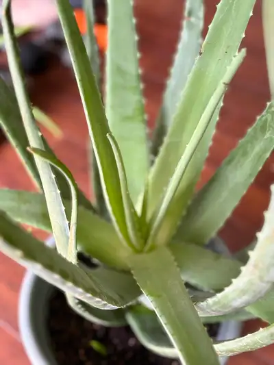 Very healthy. Very big aloe vera plant. It stands about 33” from the floor incl wheels of the pot. B...