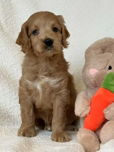 Mini cockapoo puppies (  one male), View more