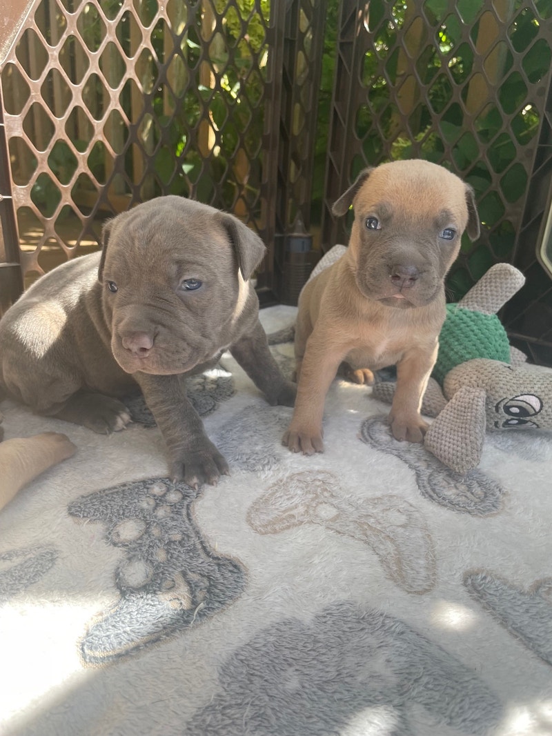Cane Corso Puppies Dogs & Puppies for Rehoming City of Halifax Kijiji