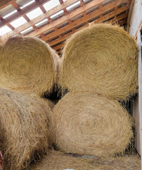 Round bales of hay