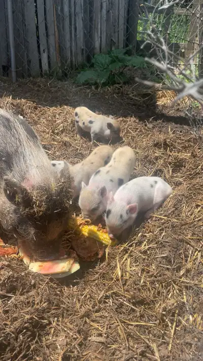 Baby piglets , View more