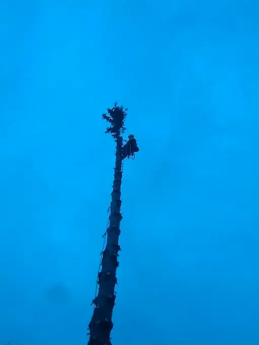 hooch tree removal62863716620547122