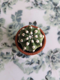 Cactus echinopsis subdenudata plante 