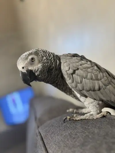 Congo African Grey Parrot + Cage and accessories , View more