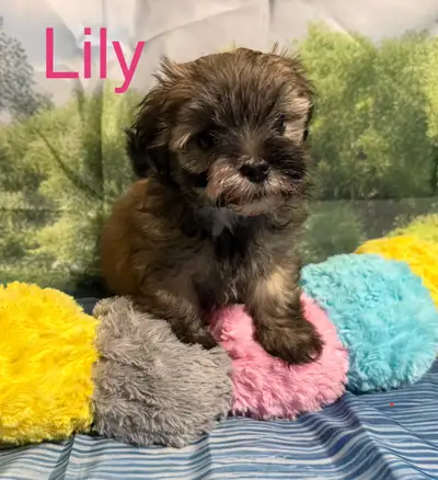 CKC Purebred Havanese Puppies Available, View more