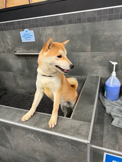 2-year old Shiba Inu looking for new home!, View more